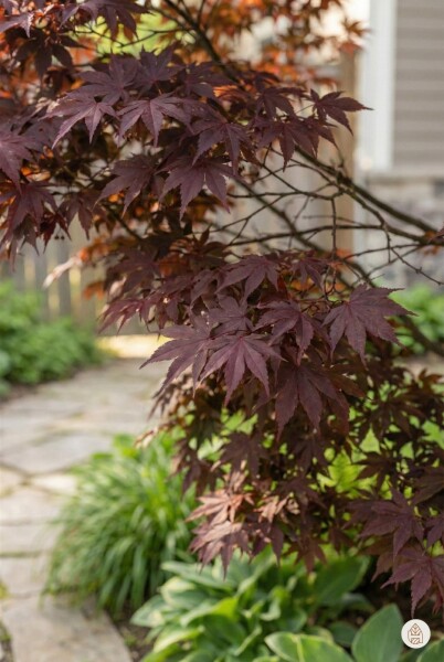 Acer palmatum 'Atropurpureum' arbuste 125-150 cm