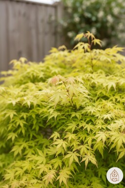 Acer palmatum 'Katsura' arbuste 55-60 cm