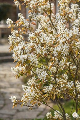 Amelanchier lamarckii arbuste 60-80 cm