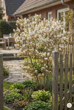 Amelanchier lamarckii arbuste 100-125 cm
