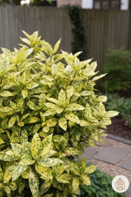 Aucune image disponible