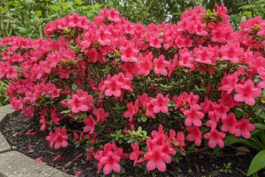 Azalea japonica 'Moederkensdag' arbuste 20-25 cm