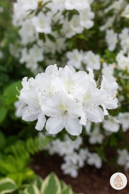 Azalea japonica 'Pleasant White' arbuste 20-25 cm