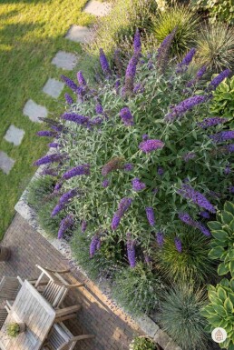 Buddleja davidii 'Nanho Blue' arbuste 30-40 cm