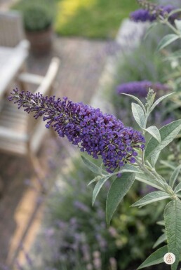 Buddleja davidii 'Nanho Blue' arbuste 30-40 cm