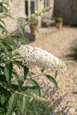 Buddleja davidii 'White Profusion' arbuste 30-40 cm