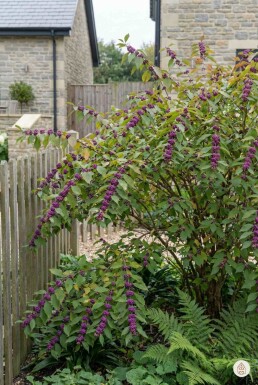 Callicarpa bodinieri 'Profusion' arbuste 20-30 cm