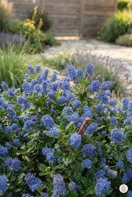 Ceanothus thyrsiflorus 'Repens' arbuste 40-60 cm