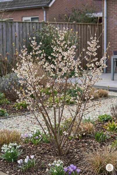 Chimonanthus praecox arbuste 80-100 cm