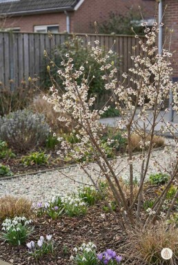 Chimonanthus praecox arbuste 80-100 cm