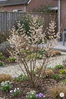 Aucune image disponible