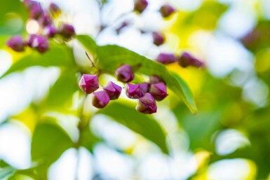 clérodendron trichotome Clerodendrum trichotomum arbuste 50-60 C5 Clerodendrum trichotomum arbuste 50-60 cm