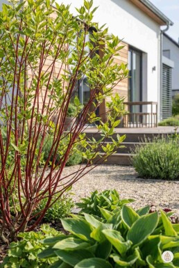 Cornus alba 'Sibirica' arbuste 40-60 cm