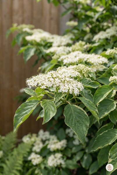 Cornus controversa arbuste 30-40 cm