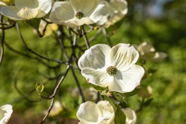 cornouiller fleuri Cornus florida arbuste 60-80 C5 Cornus florida arbuste 60-80 cm