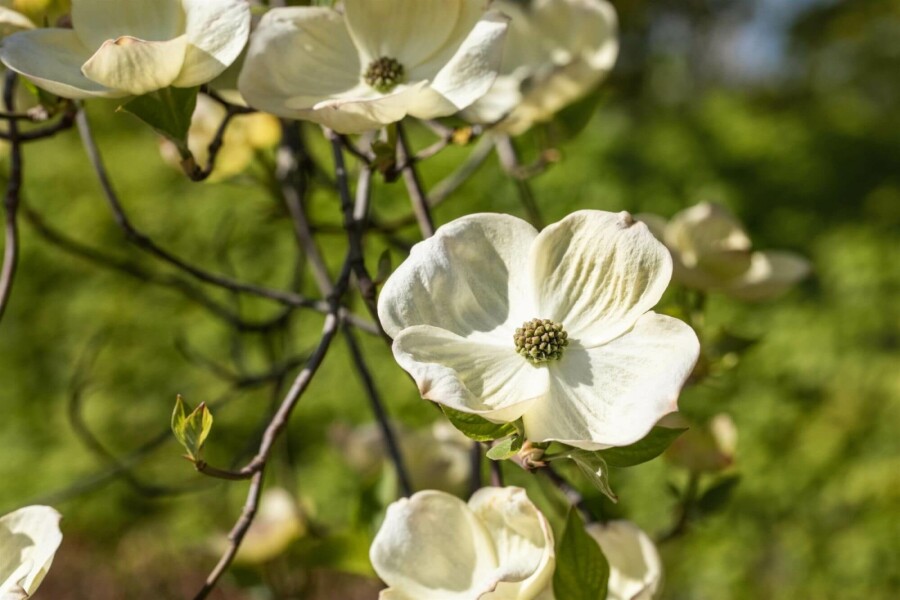 cornouiller fleuri Cornus florida arbuste 40-45 C3 Cornus florida arbuste 40-45 cm