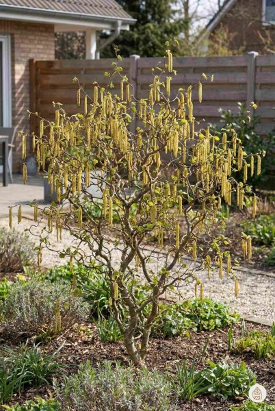 Corylus avellana 'Contorta' arbuste 100-125 cm