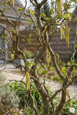 Corylus avellana 'Contorta' arbuste 100-125 cm