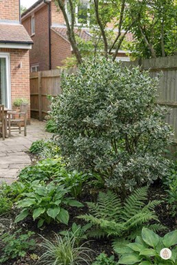 Euonymus fortunei 'Harlequin' arbuste 20-25 cm