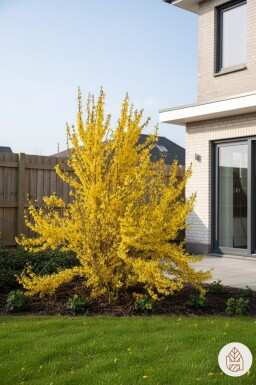Forsythia intermedia 'Weekend' arbuste 50-60 cm