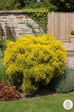 Aucune image disponible