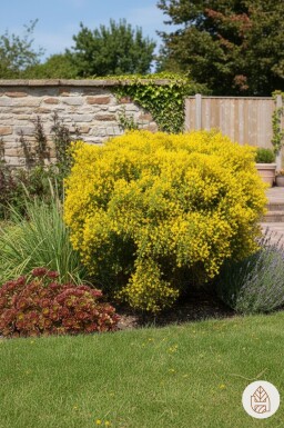 Genista lydia arbuste 30-40 cm