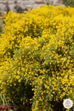 Genista lydia arbuste 30-40 cm