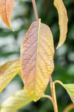 Halesia carolina C12 80-100