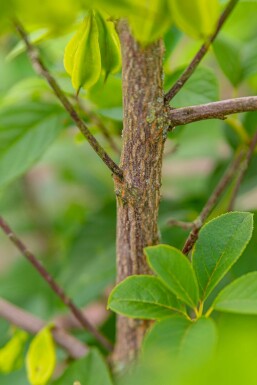 Halesia carolina C12 80-100