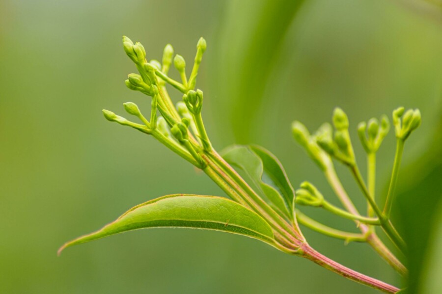 Arbre aux sept fleurs Heptacodium miconioides arbuste 80-100 C5 Heptacodium miconioides arbuste 80-100 cm
