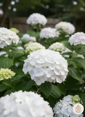 Hydrangea macrophylla 'The Bride' arbuste 30-35 cm