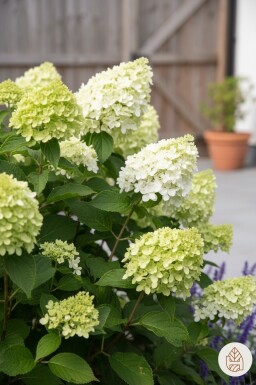 Hydrangea paniculata 'Little Lime' arbuste 30-40 cm