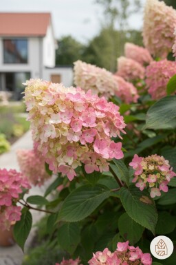 Hydrangea paniculata 'Pink Diamond' arbuste 30-40 cm