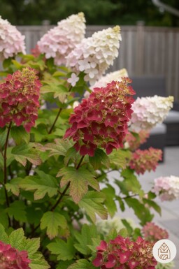 Hydrangea quercifolia 'Ruby Slippers' arbuste 40-50 cm