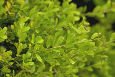 Ilex crenata 'Golden Gem' C3 30-40