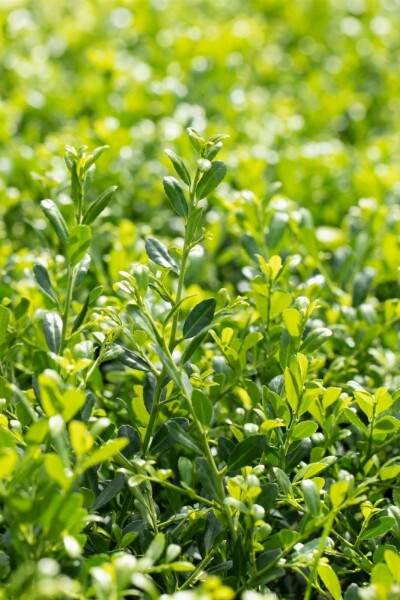 Ilex crenata 'Stokes' C2 25-30