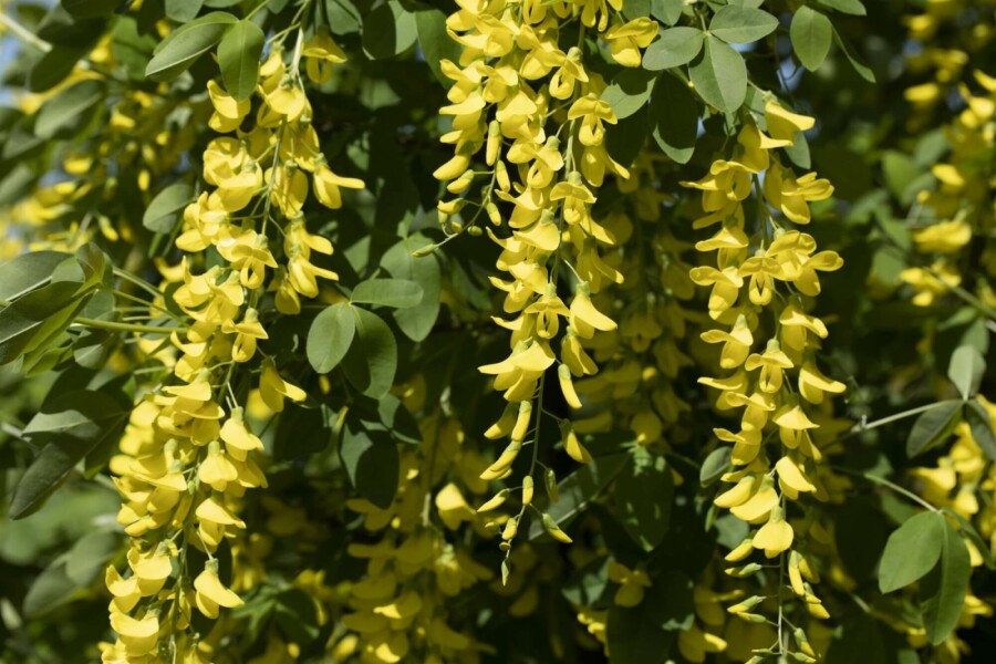 aubour de Waterer Laburnum watereri 'Vossii' arbuste 60-80 C10 Laburnum watereri 'Vossii' arbuste 60-80 cm