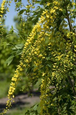 aubour de Waterer Laburnum watereri 'Vossii' arbuste 60-80 C10 Laburnum watereri 'Vossii' arbuste 60-80 cm