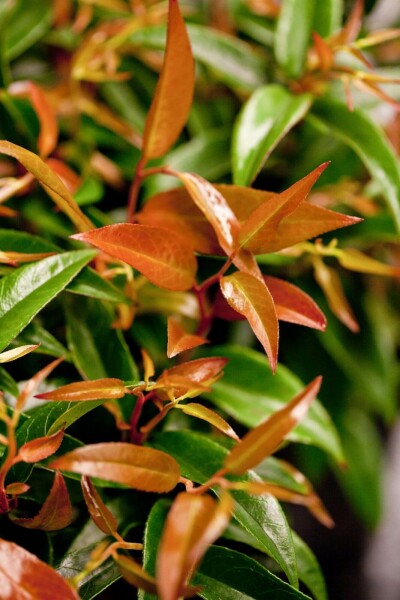 Leucothoe Leucothoe keiskei 'Royal Ruby' arbuste 25-30 C2 Leucothoe keiskei 'Royal Ruby' arbuste 25-30 cm