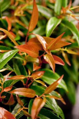 Leucothoe Leucothoe keiskei 'Royal Ruby' arbuste 25-30 C2 Leucothoe keiskei 'Royal Ruby' arbuste 25-30 cm