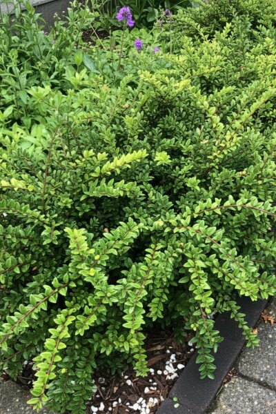 Lonicera nitida 'Maigrün' arbuste 15-20 cm