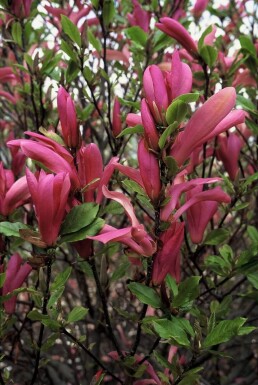 Magnolia 'Susan' arbuste 60-80 cm