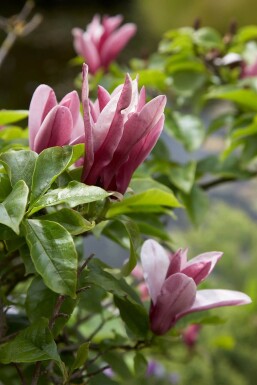 Magnolia 'Susan' arbuste 60-80 cm