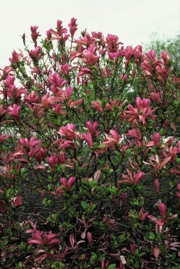 Magnolia 'Susan' arbuste 60-80 cm