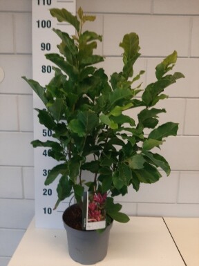 Magnolia 'Susan' arbuste 60-80 cm