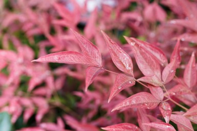 nandine domestique Nandina domestica 'Obsessed' arbuste 30-40 C5 Nandina domestica 'Obsessed' arbuste 30-40 cm