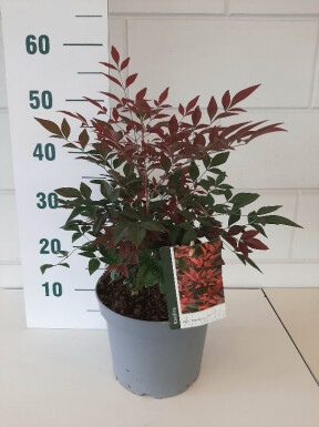 Nandina domestica 'Obsessed' arbuste 30-40 cm