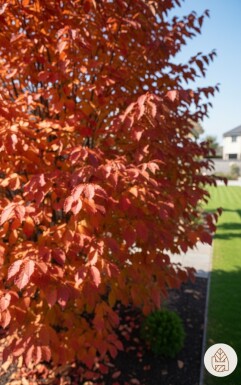Parrotia persica arbuste 125-150 cm