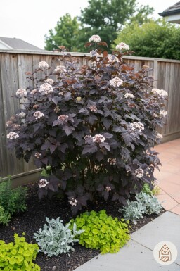 Physocarpus opulifolius 'Diabolo' arbuste 80-100 cm