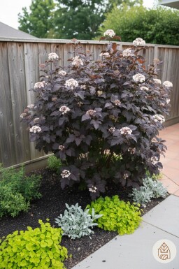 Physocarpus opulifolius 'Diabolo' arbuste 40-60 cm